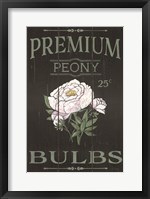 Peony Blubs Fine Art Print