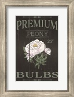 Peony Blubs Fine Art Print