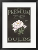 Peony Blubs Framed Print