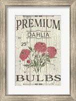 Dahlia Bulbs Fine Art Print
