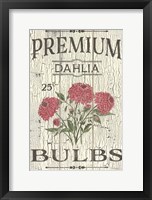 Dahlia Bulbs Framed Print