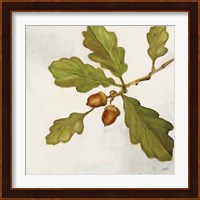 Oak Branch Crop Fine Art Print