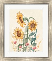 Sunflower Season IX Bright Fine Art Print