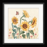 Sunflower Season II Bright Framed Print