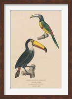 Toucan Study Fine Art Print