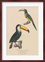 Toucan Study Fine Art Print