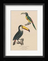 Toucan Study Fine Art Print