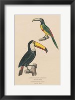 Toucan Study Framed Print