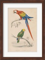 Parrot Study Fine Art Print