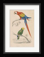 Parrot Study Framed Print
