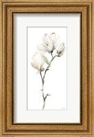 White Magnolia II Fine Art Print