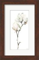 White Magnolia II Fine Art Print