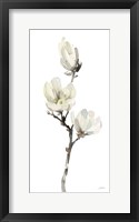 White Magnolia I Framed Print