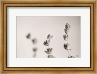 Lavender Study Fine Art Print