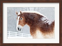 Snowy Draft Horse Fine Art Print