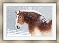 Snowy Draft Horse Fine Art Print
