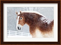 Snowy Draft Horse Fine Art Print