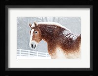 Snowy Draft Horse Fine Art Print