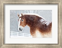 Snowy Draft Horse Fine Art Print