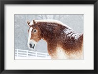 Snowy Draft Horse Framed Print