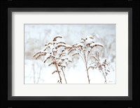 Snowy Gardens Fine Art Print