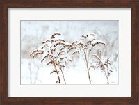 Snowy Gardens Fine Art Print