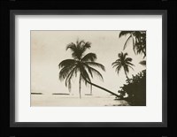 Palm Beach I Framed Print