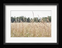 Summer Field II Fine Art Print