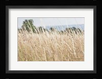 Summer Field I Fine Art Print