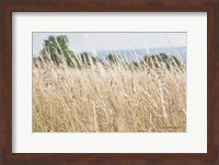 Summer Field I Fine Art Print