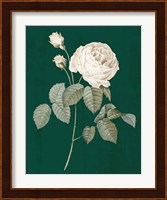 White Roses on Green II Fine Art Print