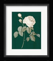 White Roses on Green II Fine Art Print