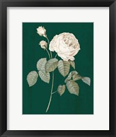 White Roses on Green II Fine Art Print