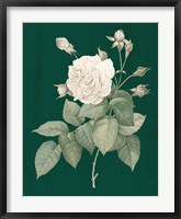 White Roses on Green I Fine Art Print