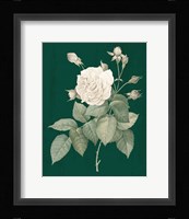 White Roses on Green I Fine Art Print