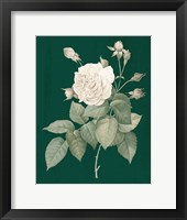 White Roses on Green I Framed Print