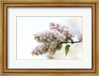 Pale Lilacs II Fine Art Print