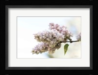 Pale Lilacs II Framed Print