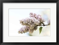 Pale Lilacs II Fine Art Print