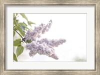 Pale Lilacs I Fine Art Print