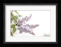 Pale Lilacs I Framed Print