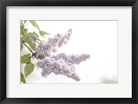 Pale Lilacs I Fine Art Print