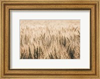 Dakota Wheat Fields Fine Art Print