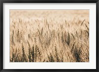 Dakota Wheat Fields Fine Art Print