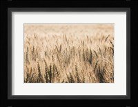 Dakota Wheat Fields Fine Art Print