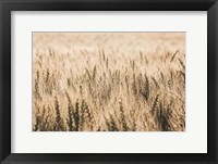 Dakota Wheat Fields Fine Art Print