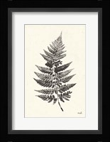 Walk in the Woods II Framed Print