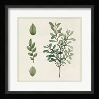 Victorian Garden Chart III Framed Print