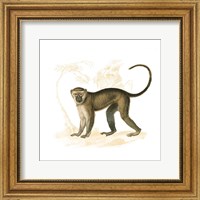 Golden Monkey Fine Art Print