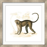 Golden Monkey Fine Art Print